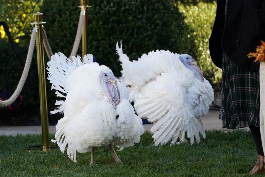 These turkeys received a reprieve from the president, unlike those that appeared on our tables this year.