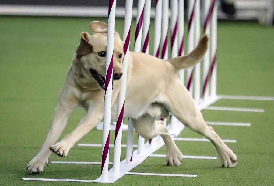 In this Feb. 8, 2020 file photo, Tag, a Labrador retriever weaves, through a series of poles during Westminster Kennel Club's agility competition in New York. Labrador retrievers remain the nations most popular purebreds for a record-extending 29th year. That's according to American Kennel Club rankings being released Friday, May 1, 2020.