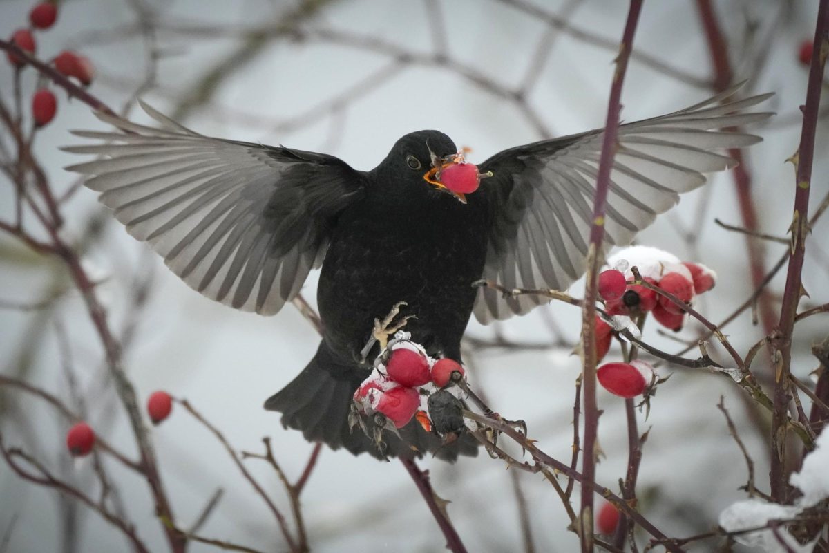 A blackbird flies onto a branch.